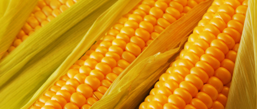 玉米种子冷库保鲜技术要求是什么